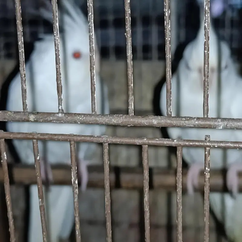 White red eye cocktail pair for sale with out cage — photo 3