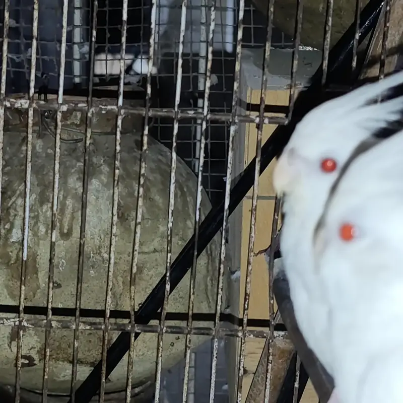 White red eye cocktail pair for sale with out cage — photo 4