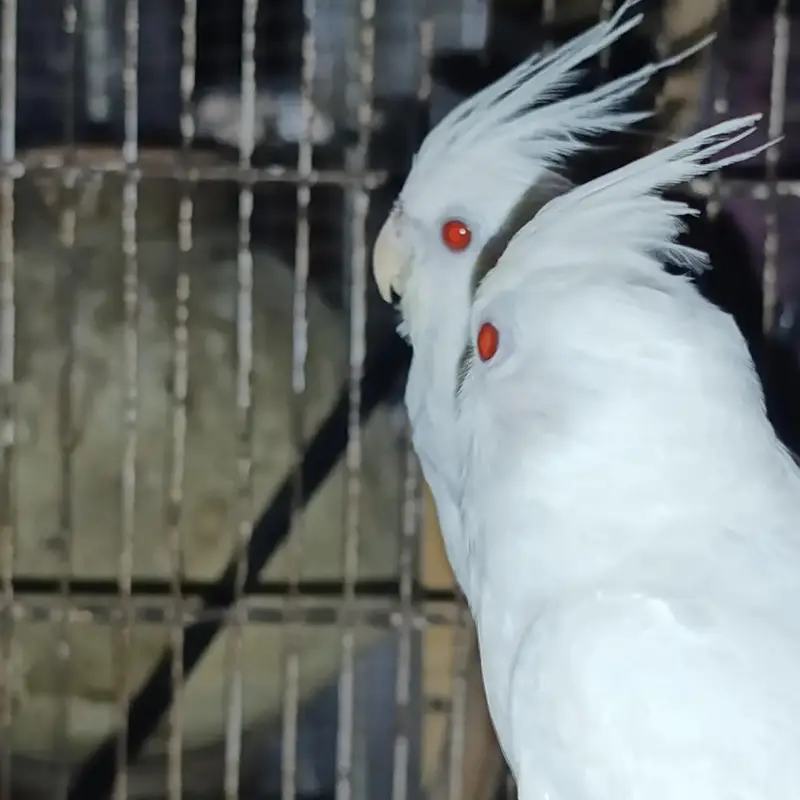 White red eye cocktail pair for sale with out cage — photo 5
