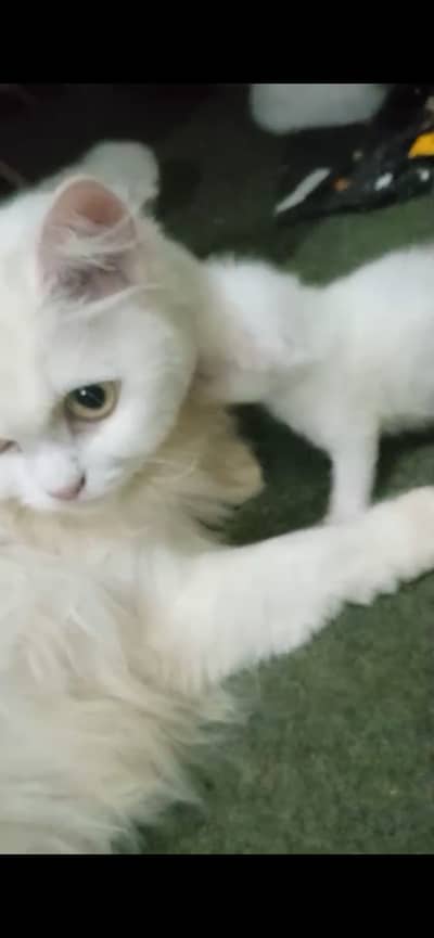 Selling pure breed Persian kitten white