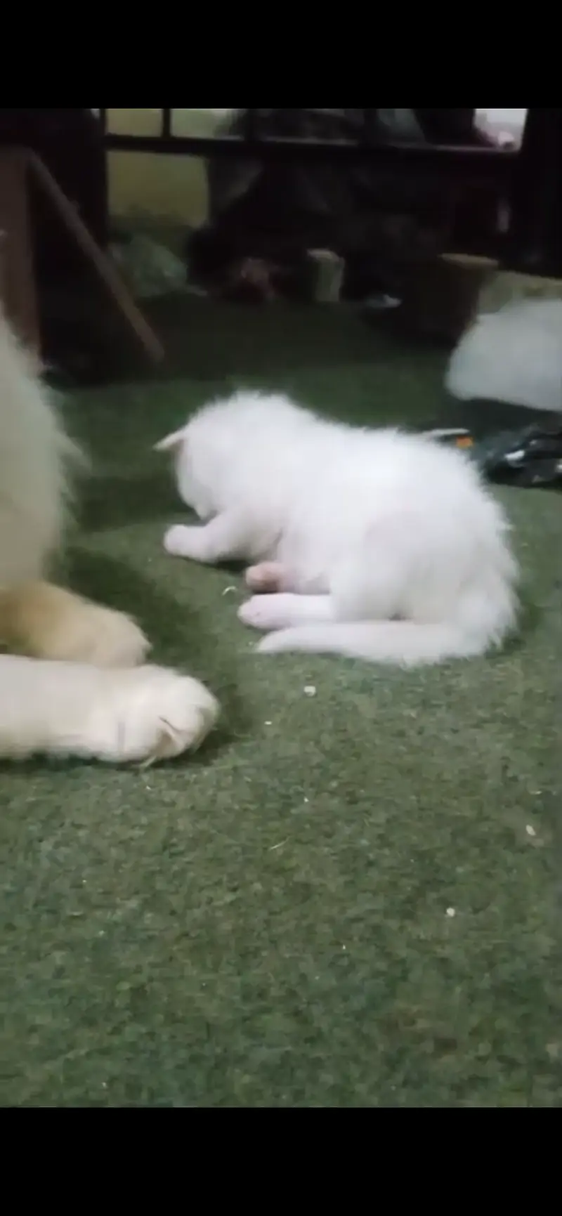 Selling pure breed Persian kitten white — photo 2