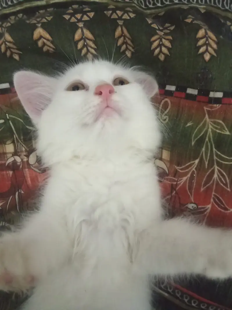 Selling pure breed Persian kitten white — photo 3