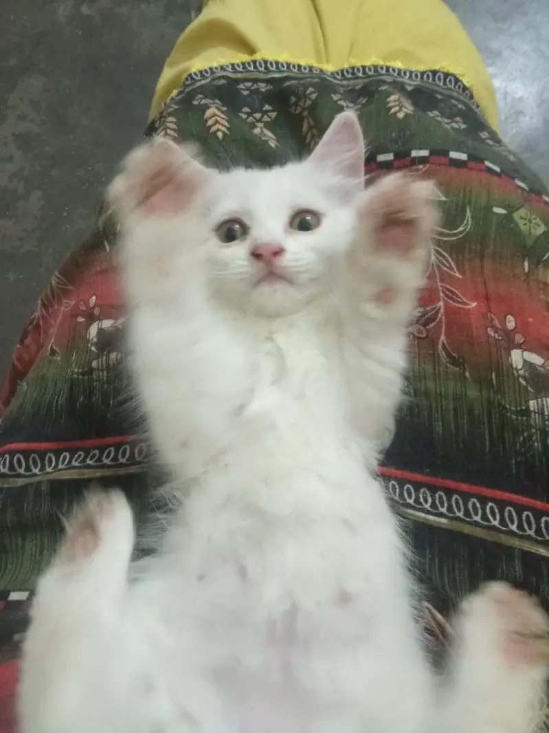 Selling pure breed Persian kitten white — photo 4