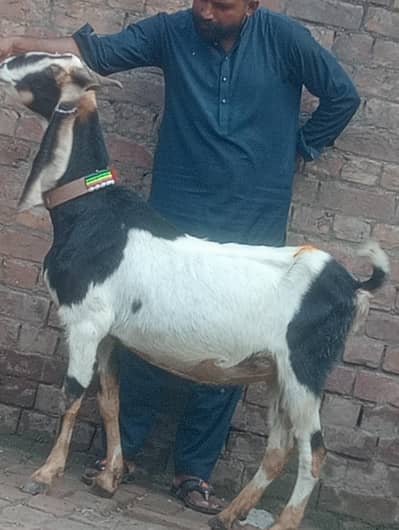 Dasi confram gaban phat sale