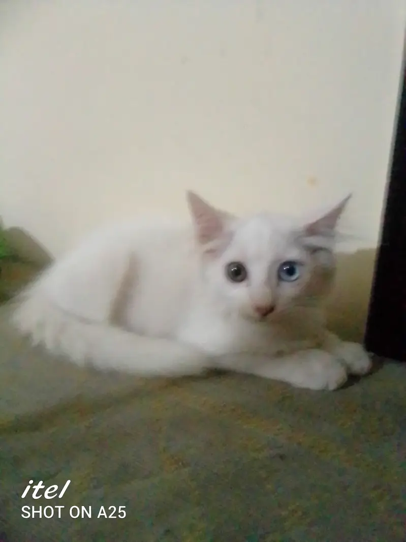 Urgent for sale — photo 2