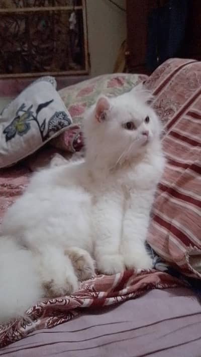 Persian cat for sale