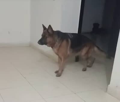 Female German Shepard For Sale