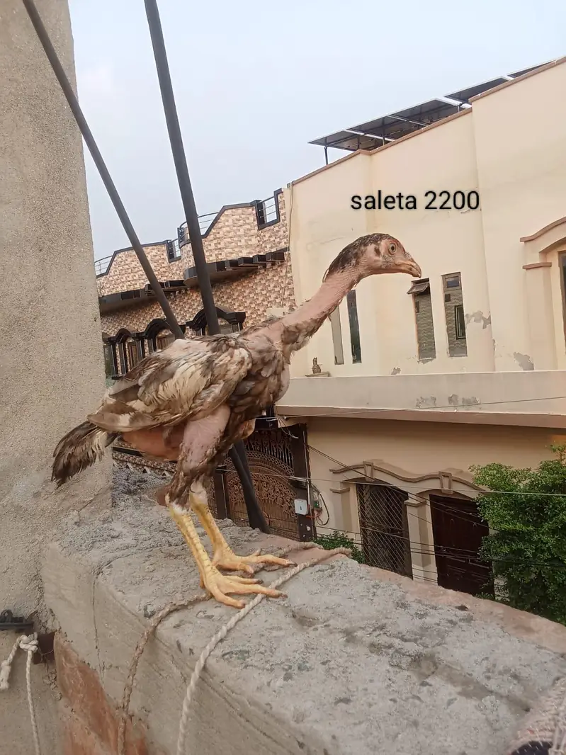 aseel mianwali — photo 3