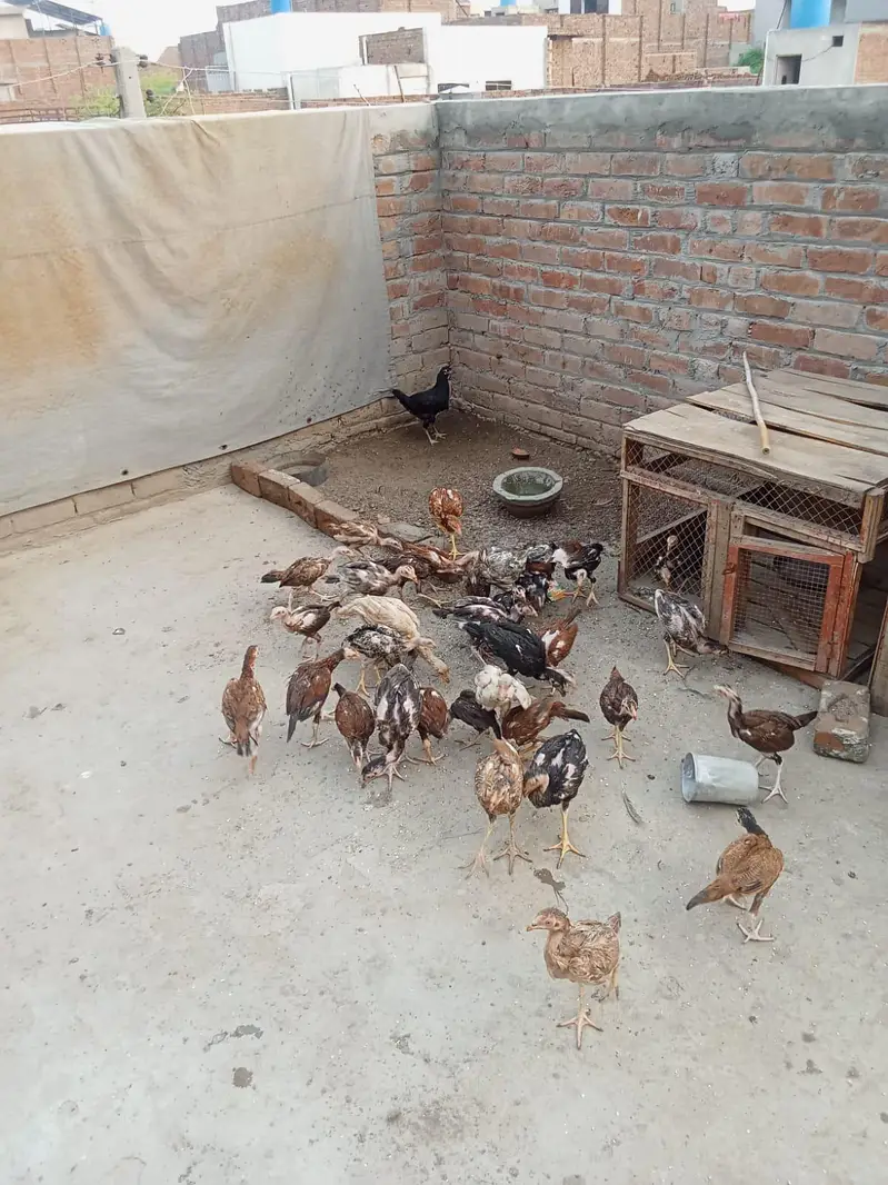 aseel mianwali — photo 6