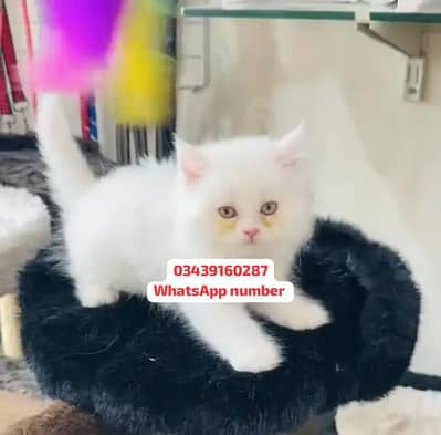 ( Persian Female Kitten ) For sale Contact WhatsApp