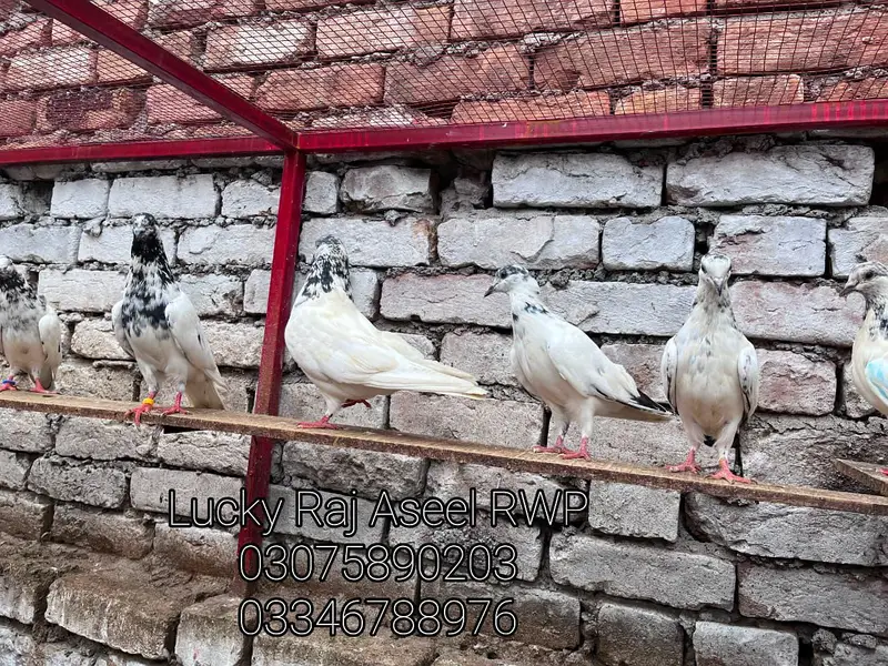 Pigions