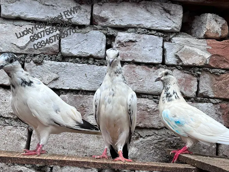 Pigions — photo 2