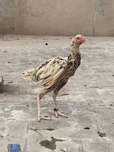 Aseel Murgii for sale