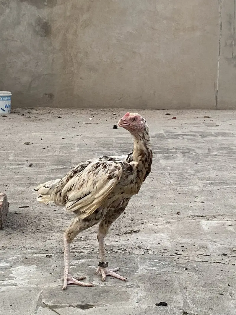 Aseel Murgii for sale — photo 2