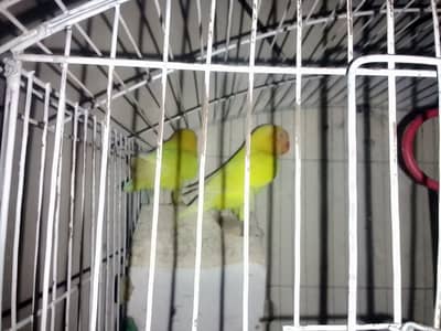 want to sale home breed love birds pair