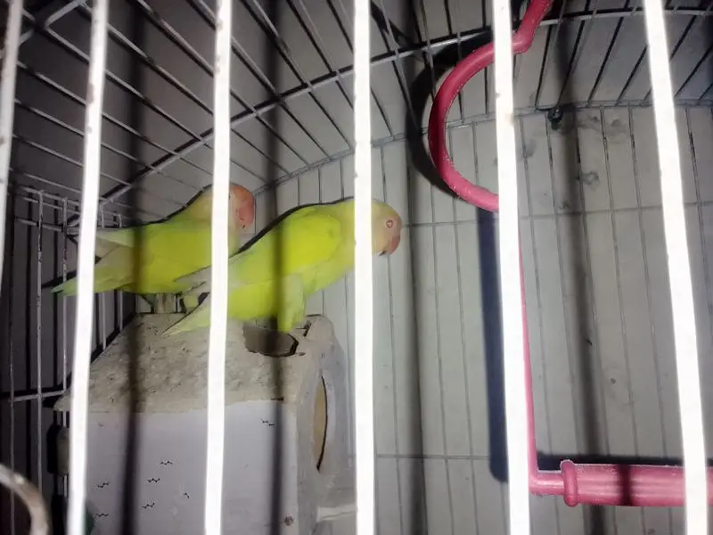 want to sale home breed love birds pair — photo 2