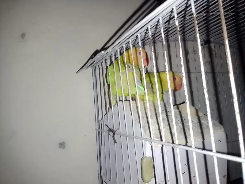 want to sale home breed love birds pair — photo 3