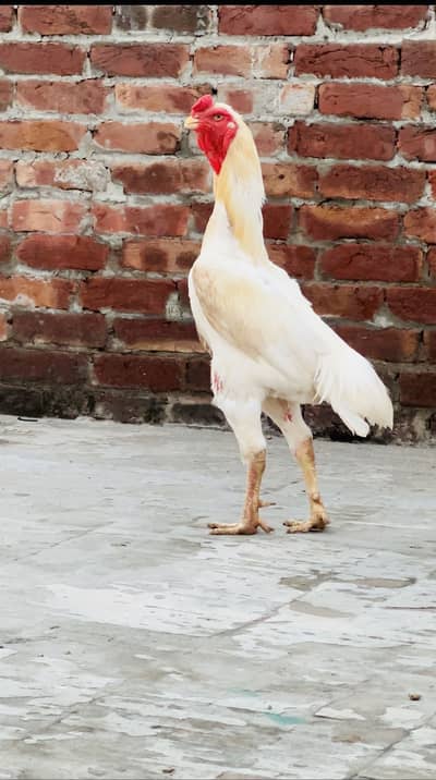 White shamoo healthy active