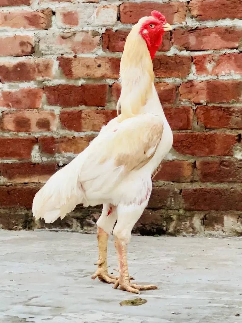 White shamoo healthy active — photo 6