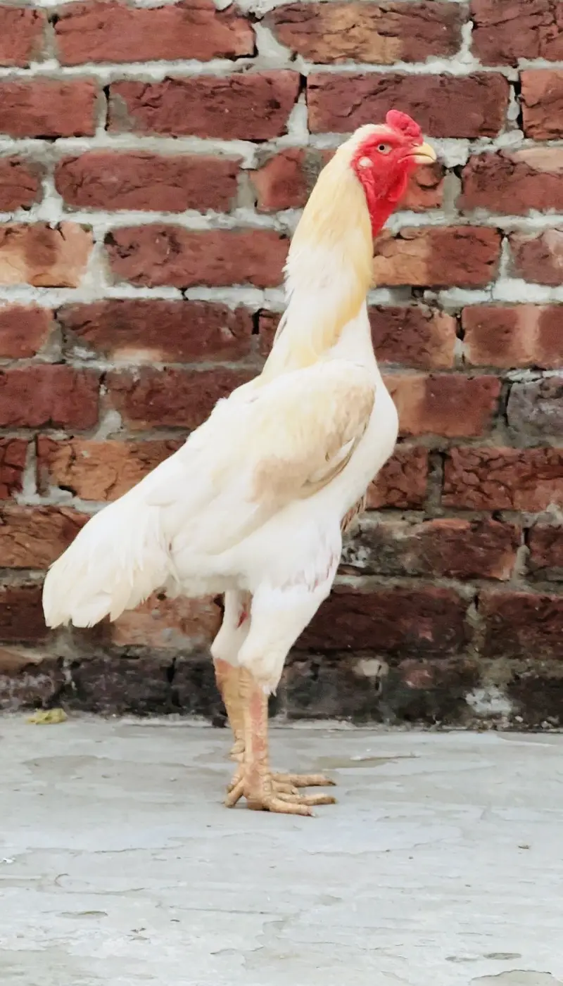 White shamoo healthy active — photo 7