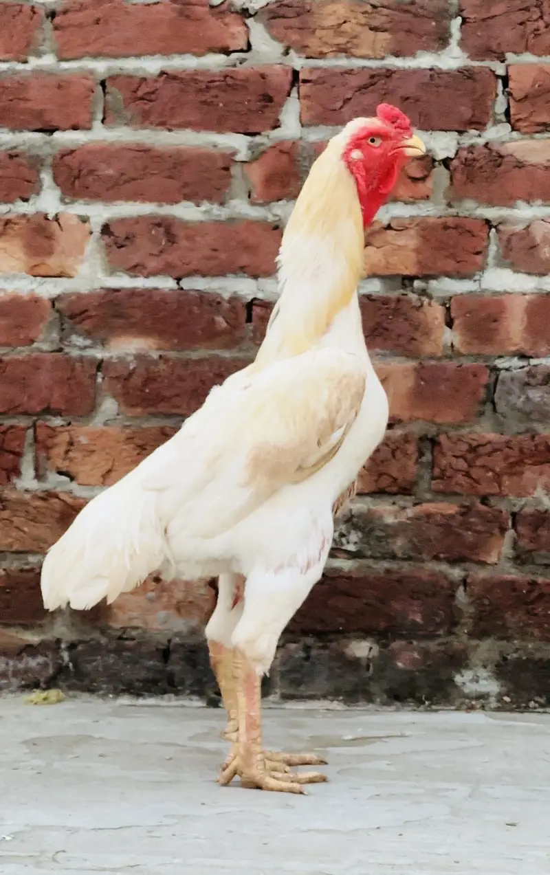 White shamoo healthy active — photo 10