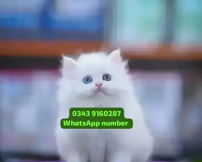 ( Persian Female Kitten ) For sale Contact WhatsApp — photo 2