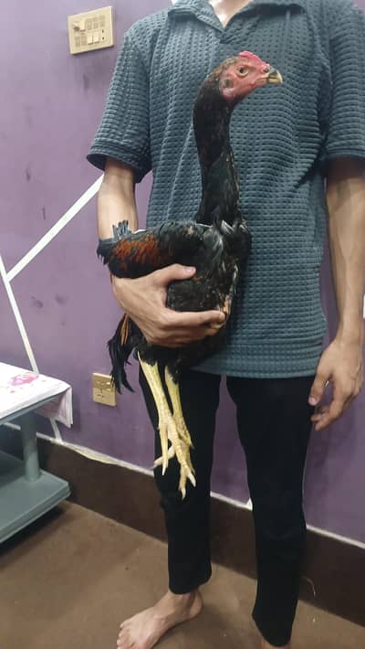 lakha shamo piar for sale