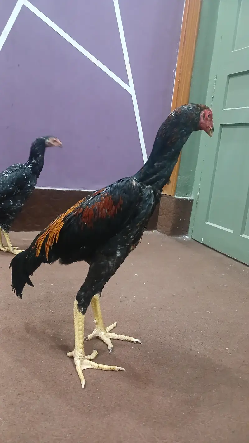 lakha shamo piar for sale — photo 3