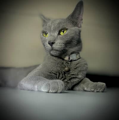 Russian blue cat friendly