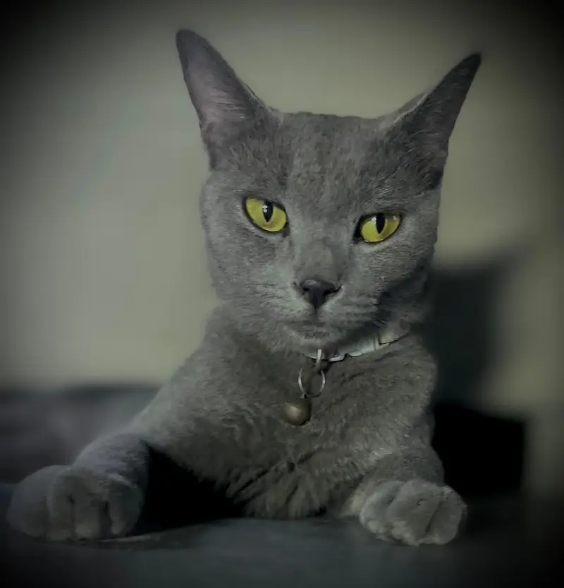 Russian blue cat friendly — photo 2