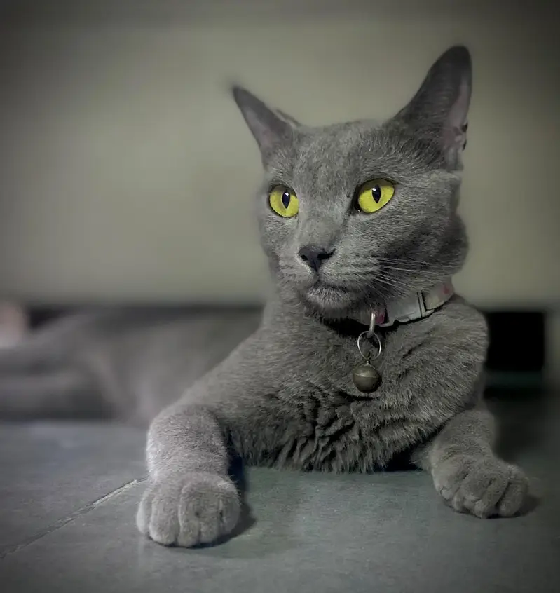 Russian blue cat friendly — photo 4