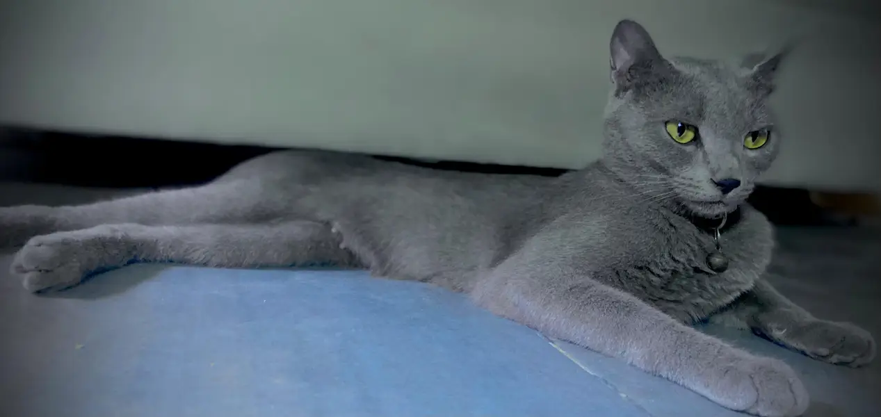 Russian blue cat friendly — photo 5