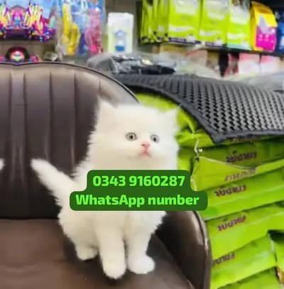 ( Persian Female Kitten ) For sale Contact WhatsApp