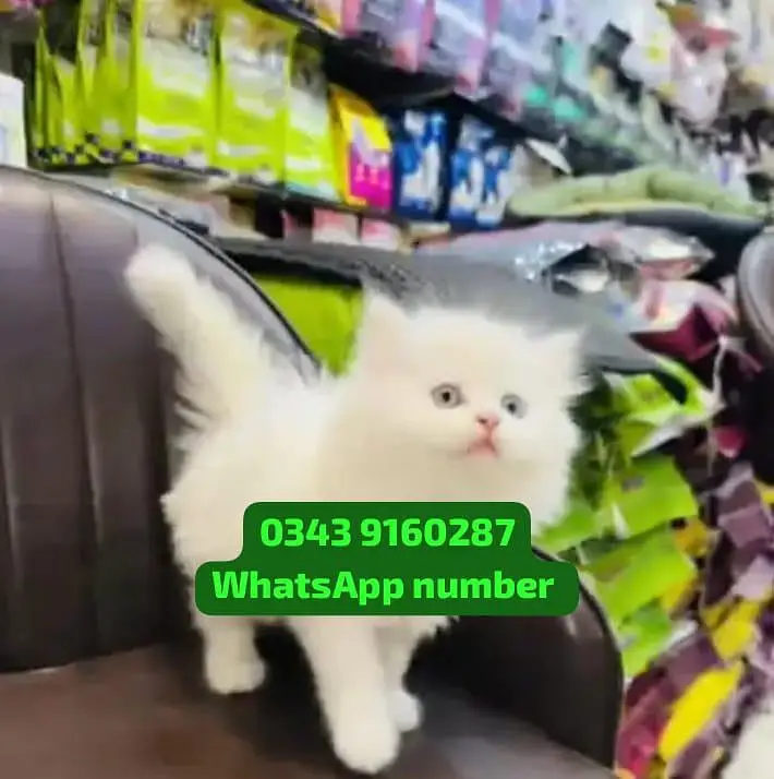( Persian Female Kitten ) For sale Contact WhatsApp — photo 2