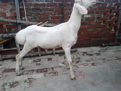 Talagang dumba full white