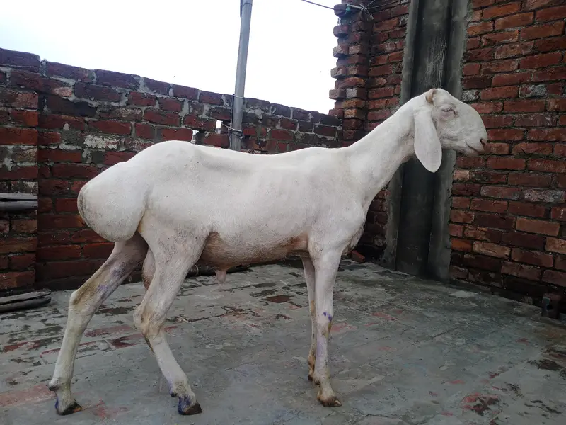 Talagang dumba full white — photo 2