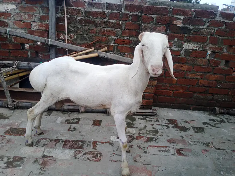 Talagang dumba full white — photo 3