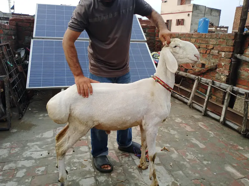 Talagang dumba full white — photo 4