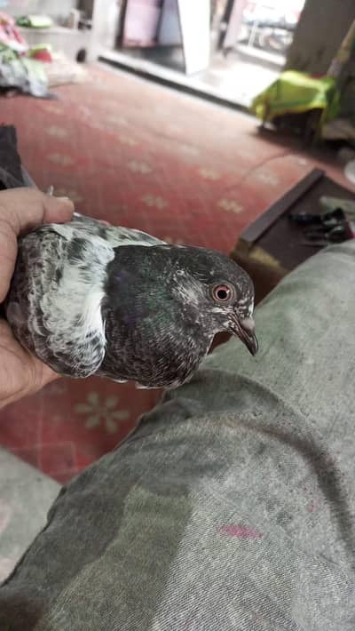 pigeons for sale