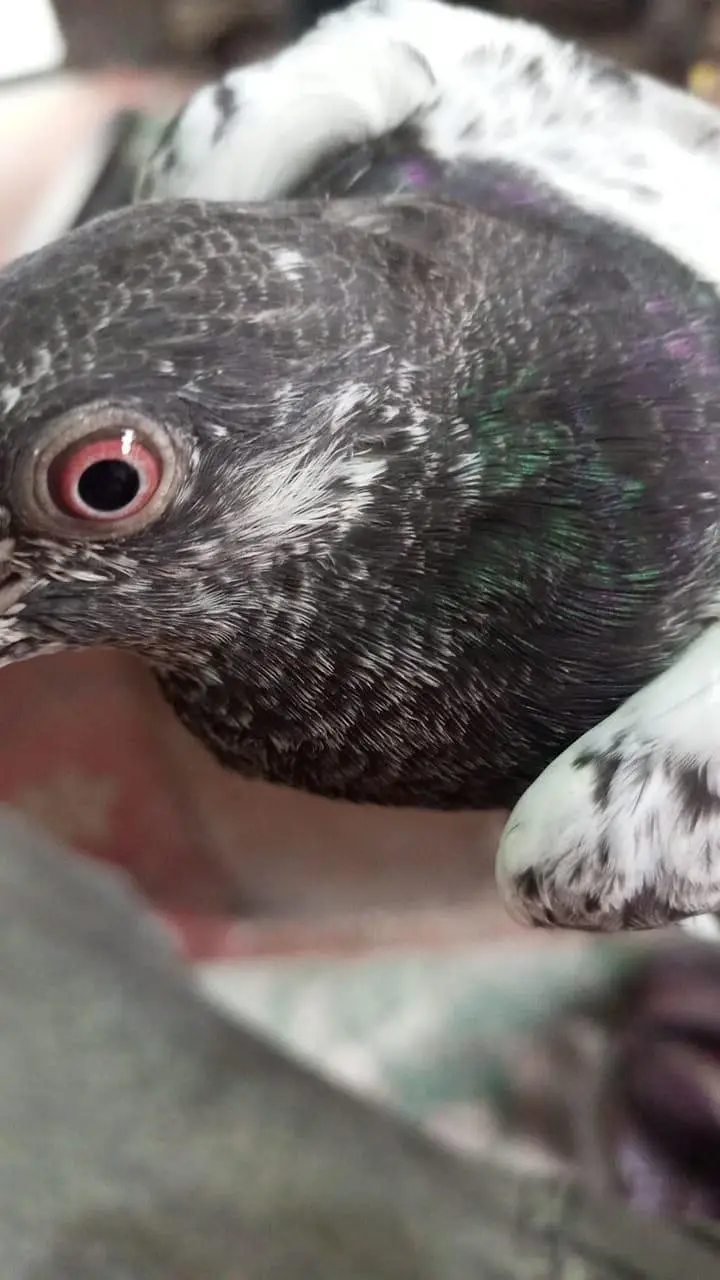 pigeons for sale — photo 2