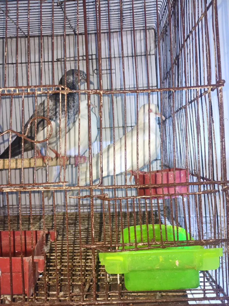 pigeons for sale — photo 3
