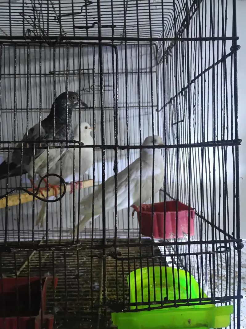 pigeons for sale — photo 4