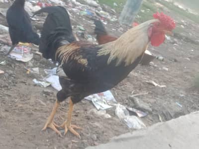 Desi pure Murga Ghar ka Pala murga