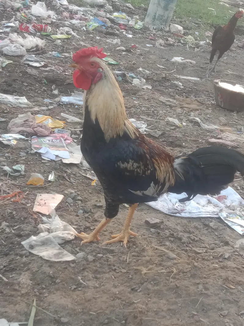 Desi pure Murga Ghar ka Pala murga — photo 2