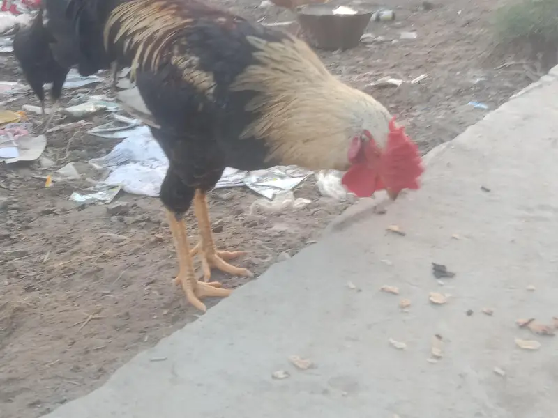 Desi pure Murga Ghar ka Pala murga — photo 3