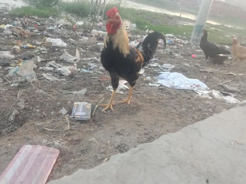 Desi pure Murga Ghar ka Pala murga — photo 4