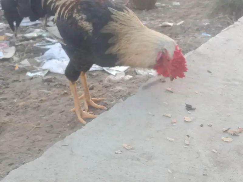 Desi pure Murga Ghar ka Pala murga — photo 5