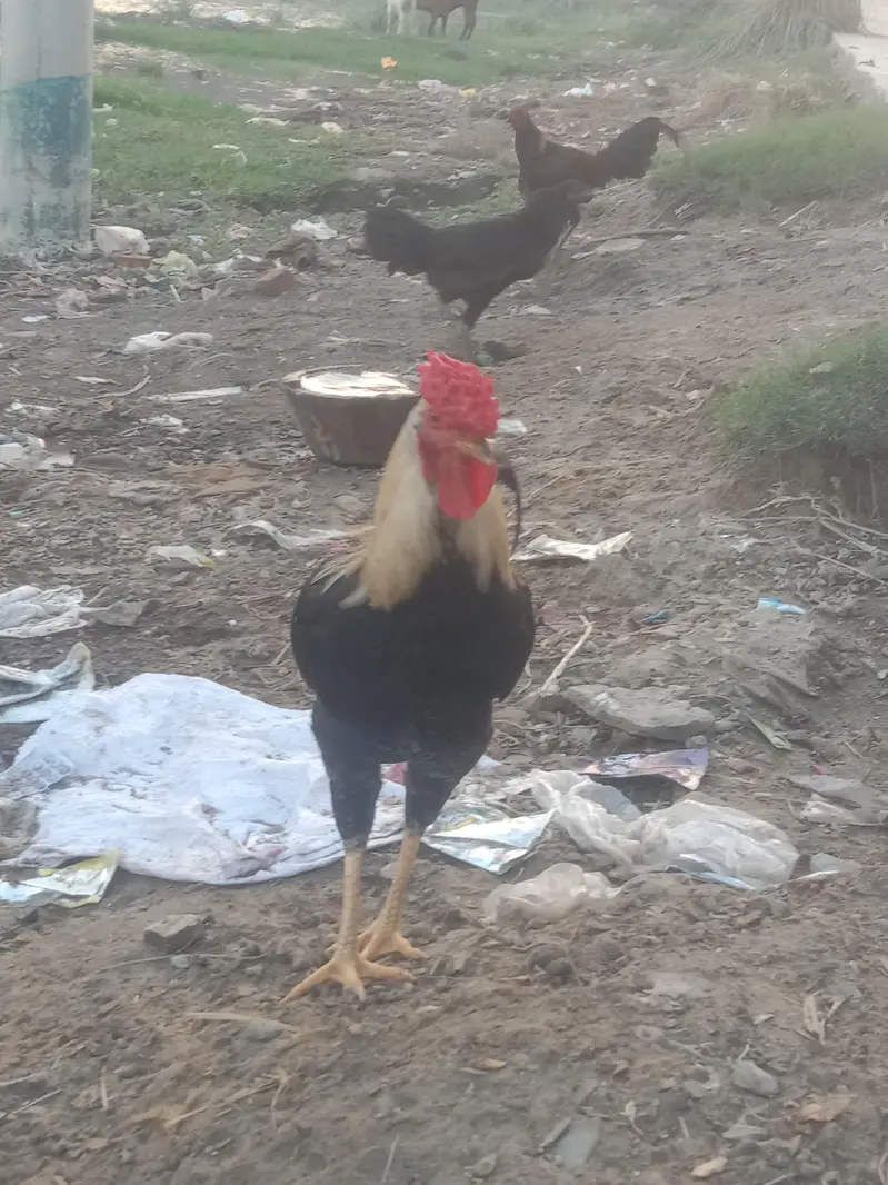 Desi pure Murga Ghar ka Pala murga — photo 6