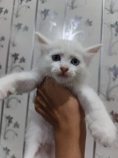 Cute Persian Kittens