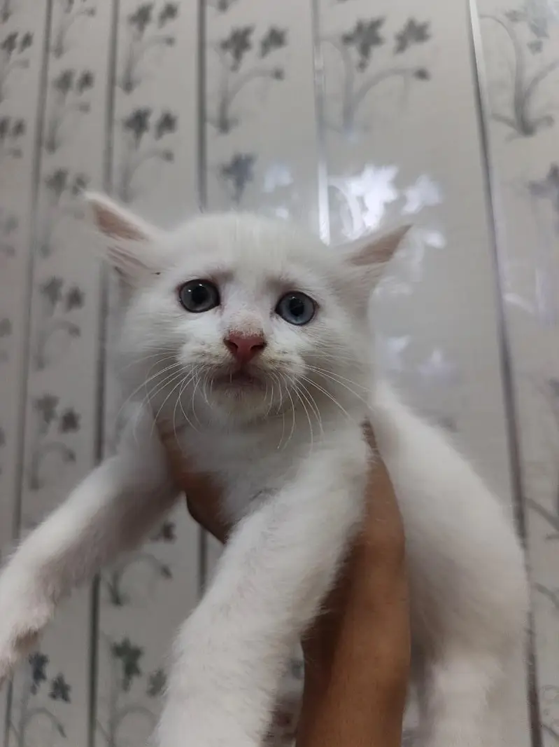 Cute Persian Kittens — photo 2
